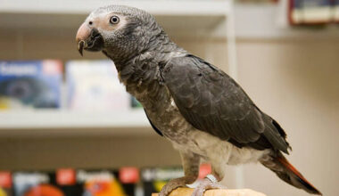 Timneh African Grey Parrot