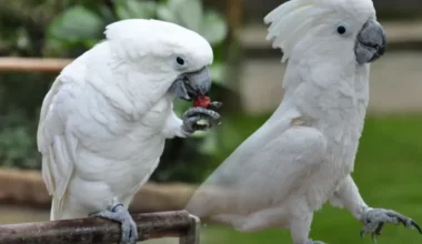 Umbrella Cockatoo