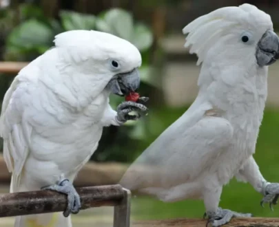 Umbrella Cockatoo