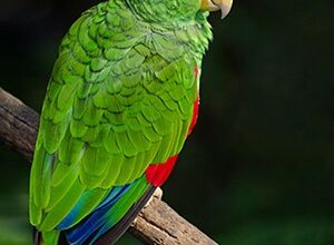 White Fronted Amazon