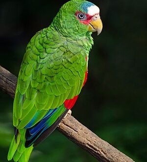 White Fronted Amazon