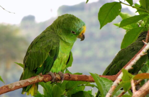 Yellow Crowned Amazon