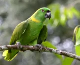 Double Yellow Headed Amazon