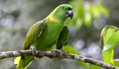 Yellow Naped Amazon