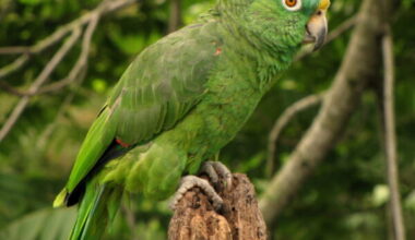 Yellow Crowned Amazon