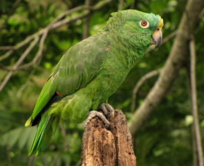 Yellow Crowned Amazon
